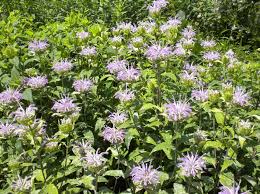 Image result for Rhynchosia divaricata