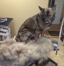 How To Make Your Dog Shed Less De Fur Your Home Guide Dog Shedding Dogs Pets