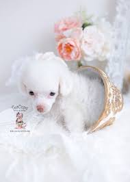 Black And White Toy Poodle Puppies For Sale White Toy Poodle Puppy For Sale Teacup Puppies 203 B1 In 2020 Teacup Puppies Poodle Puppy Teacup Puppies For Sale