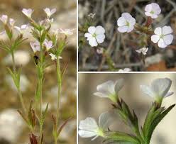 Image result for Buchnera