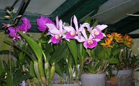 Pin On Florist Singapore