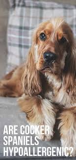 Cocker spaniel haircuts pics cocker spaniel doggy cut english cocker spaniel puppy reduce cocker reduce pictures. Are Cocker Spaniels Hypoallergenic Or Low Shedding Dogs