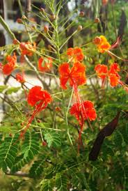 Image result for Caesalpinia