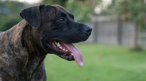 Med al respekt for alle hunderacer, så er der få hunde som labradoren der kan foretage apporteringer, hvorfor man på langt de fleste jagter ser rigtig mange af racen som apportører. Labrador Corso Cane Corso Lab Mix Breed Info Pictures More