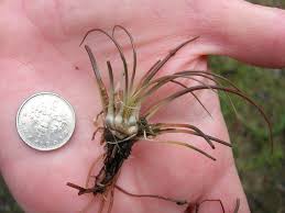 Image result for Isoetes