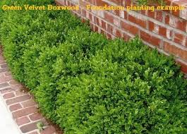 Boxwood Green Velvet Size 1
