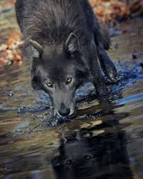 Wolves Panosundaki Pin