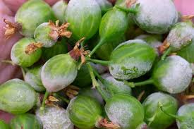 Maybe you would like to learn more about one of these? Stachelbeeren Das Sind Die Haufigsten Krankheiten Und Schadlinge