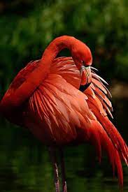 Hugging Wildness The Red Baron Michael Rehbein