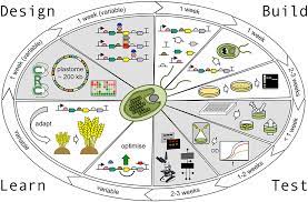 Frontiers The Algal Chloroplast As A Testbed For Synthetic Biology Designs Aimed At Radically Rewiring Plant Metabolism Plant Science