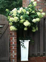 Limelight Hydrangea Tree My Favorite Thing On My Patio Limelight Hydrangea Courtyard Plants Garden Containers