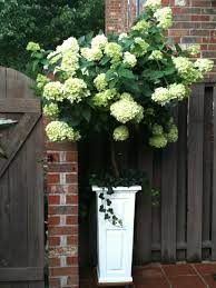 All hydrangea plants need irrigation in the summer, especially if they are planted in a full sun location. Limelight Hydrangea Tree My Favorite Thing On My Patio Limelight Hydrangea Garden Containers Hydrangea Tree