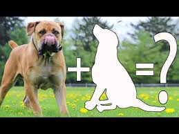 Lovely rottweiler/boerboel puppies going very cheap.location is lagos. Top 5 Boerboel Cross Breeds Boerboel Mixes South African Mastiff Mixes Youtube