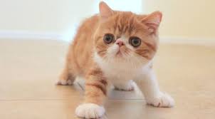 It is also known as the persian. 20 Fun Facts You Didn T Know About The Exotic Shorthair