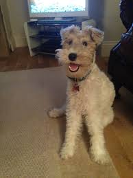Ellie The Pretty Gorgeous Wire Haired Fox Terrier Smiling For The Camera Wirehaired Fox Terrier Fox Terrier Terrier