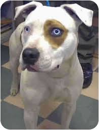 Maybe you would like to learn more about one of these? South Lake Tahoe Ca Pit Bull Terrier Meet Roxie Blue Eyes A Pet For Adoption