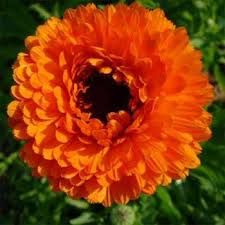 Pin On Growing Things