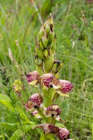 Image result for Disa cornuta