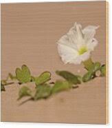 Image result for Ipomoea stolonifera