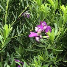 Image result for Polygala petitiana
