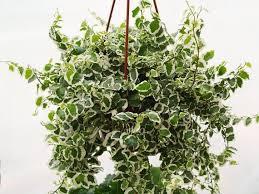Image result for Ficus pumila