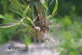 Image result for Dichaetanthera erici-rosenii