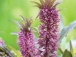 Image result for Eucomis