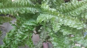 So many memories with this fern. Ask A Question Forum Boston Fern Fluffy Ruffle Health Garden Org