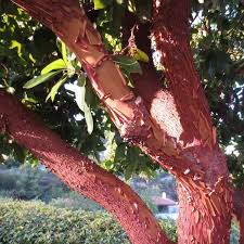 It was kept and maintained at a nursery in marina, san francisco, and hence subsequently got named as arbutus marina. Buy Strawberry Tree Arbutus Unedo 10 Seeds Online Seeds Hobbyseeds Store