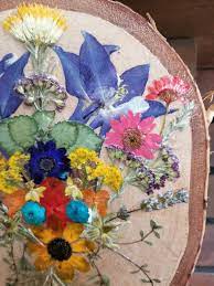 Real Pressed Columbines Colorado Flowers Pressed Flower Etsy Pressed Flower Art Flower Art Colorado Flowers
