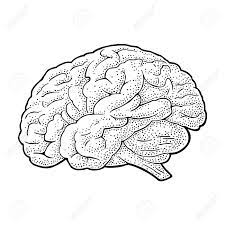 Maybe you would like to learn more about one of these? Human Anatomy Brain Vector Black Vintage Engraving Illustration Isolated On A White Background Hand Drawn Design Element For Label Poster Web Poster Info Graphic Royalty Free Cliparts Vectors And Stock Illustration Image