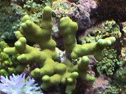 Berburu batu karang laut untuk mini bonsai. Batu Karang