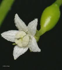 Image result for Zehneria