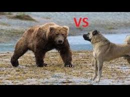Koyunlara Saldiran Dev Ayi Kangal Kopekleri Tarafindan Kovalaniyor Kangal Dogs Vs Giant Bear Youtube