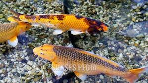 Jun 25, 2021 · dilansir melalui yourchinesastrology,mimpi ikan berhubungan dengan keberuntungan dan kekayaan. Harga Ikan Mas Tombro Per Kg Konsumsi Youtube