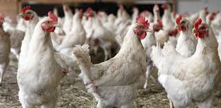 Ayam mungkin sumber protein hewani paling populer di dunia. Harga Ayam Broiler Hari Ini Update Terbaru 2020