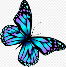 It is called the exoskeleton. Monarch Butterfly Drawing