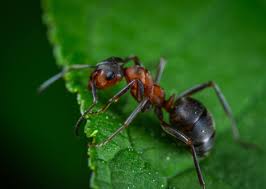 The red imported fire ant, solenopsis invicta buren (hymenoptera: Getting Rid Of Ants In Vegetable Garden A Full Guide Gardening Tips