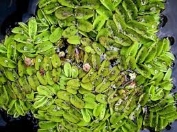 Image result for Salvinia hastata