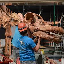 How do experts know how old things are e.g. World S Biggest Dinosaur Skeleton Unveiled In New York Dinosaurs The Guardian