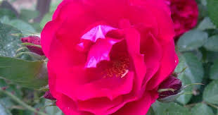 عبير عرفة adli kullanicinin from my garden panosundaki pin