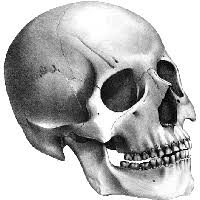 Check spelling or type a new query. Download Skeleton Free Png Photo Images And Clipart Freepngimg