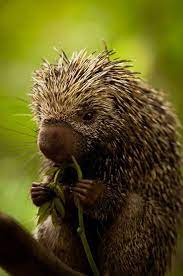 Sonic Snack Cute Animals Animal Pictures Animals Beautiful