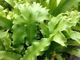 Image result for Asplenium uhligii