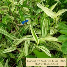 Image result for Commelina