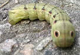 Check spelling or type a new query. Tersa Sphinx Caterpillar What S That Bug
