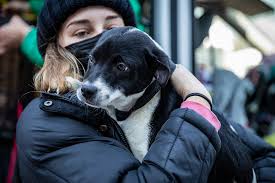 County of san luis obispo government. Santa Barbara County Rescues 22 Shelter Dogs One Cat From Texas Snowstorm Fate Newschannel 3 12
