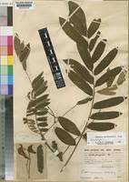 Image result for Cnestis