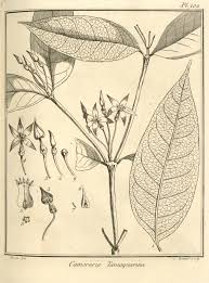 Image result for Malouetia mildbraedii