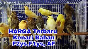 Kenari f1 sebetulnya bukan termasuk dalam jenis burung kenari, f1 sendiri sebetulnya memiliki arti filial atau keturunan. Harga Kenari Terbaru 2021 Bahan F2ys F1ys Af Rambo Kenari Malang Youtube
